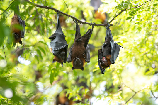 Bats hang upside down (Lyle's flying fox)