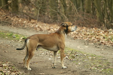 brauner Hund auf Waldweg