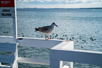 Picture of a bird on the beach in Sopot.