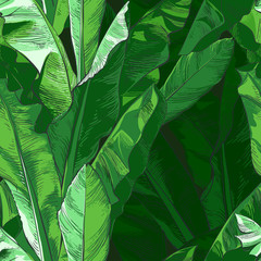 Vector Tropical bananas palm, textural seamless pattern.