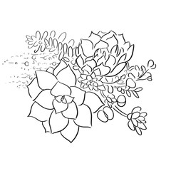 succulents line vector illustration