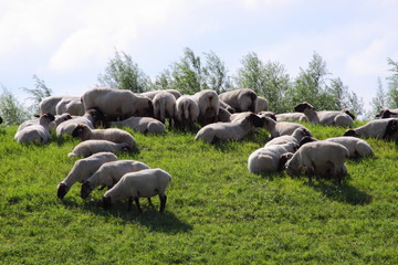 Schwarzkopfschafe am Deich
