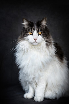 Maine Coon