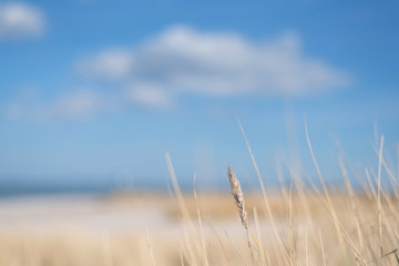 Fototapeta premium blurred summer beach background with cloud in blue sky above beach and ocean