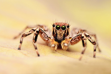 Male jumping spider, Plexippus petersi looking at you, Satara district, Maharashtra, India