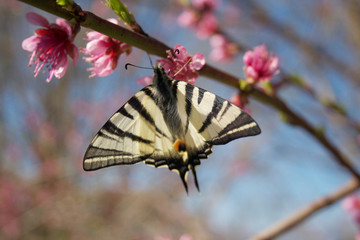 Scarce swallowtail butterfly on a pink flower on branch in springtime. Iphiclides podalirius