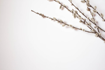 Willow on a white background for Palm Sunday. Willow catkins on white background copy space easter, willow twigs