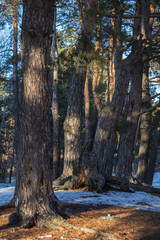 trunks of coniferous trees in the forest