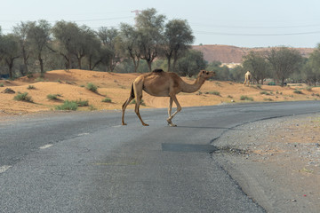 Camel crossing in Ras al Khaimah, United Arab Emirates.