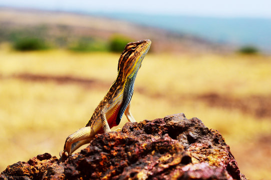 Fan throated lizard, Sitana ponticeriana, Satara district, Maharashtra,  India. Stock Photo | Adobe Stock