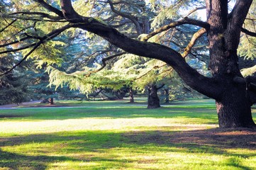 Natural park with lawn and old twisted fir tree.