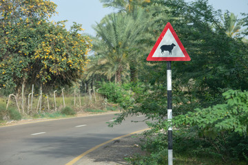 Beware of sheep crossing sign at the curve of a street in the United Arab Emirates.