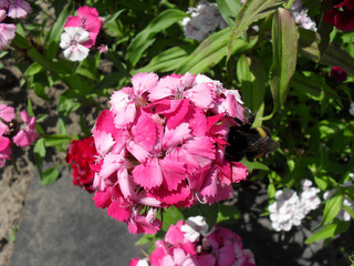terry carnation flowers