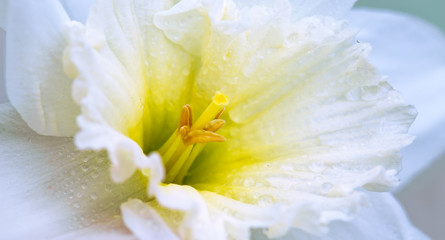 Obraz na płótnie Canvas Macro shot of a beautiful white daffodil flower head.