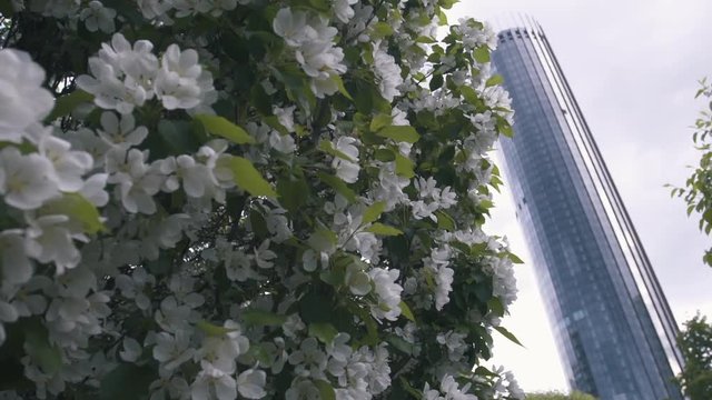 Close-up of white apple blossoms and green leaves on the apple tree against the modern glass building and grey sky. Stock footage. Spring in the city