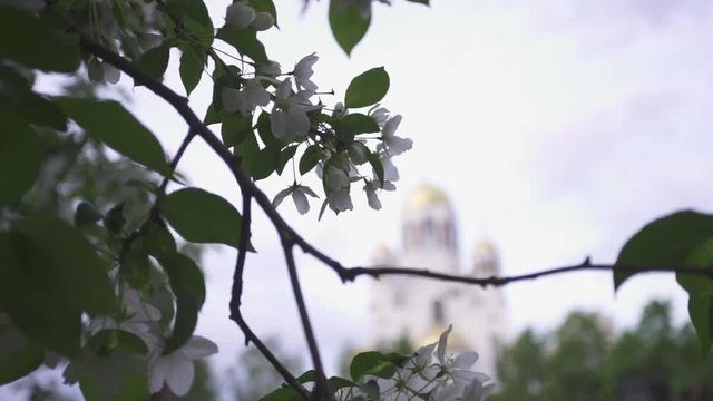 Close-up of branch with white apple blossoms on the apple tree against the silhouette of church and grey sky. Stock footage. Spring in the city