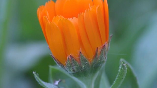 Marigold (Calendula officinalis) flower beautiful bloosom, drop-down flower, drug plant - Tinctura Calendulae, cholagogue, bactericidal & anti-inflammatory agent, calming effect central nervous system