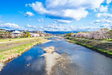 春の京都　鴨川（丸太町橋付近）