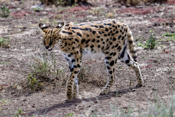 portrait of serval