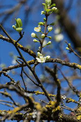 Branch of closed and opened cherry blossoms with background trees bokeh