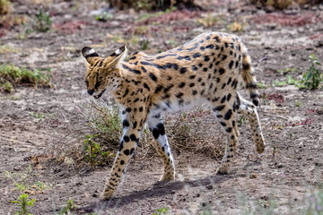 portrait of serval