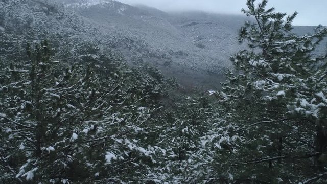 Aerial view of coniferous mountain forest covered by snow with modern cottages on the slope in winter. Shot. Winter resort