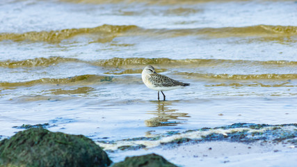 Curlew Sandpiper, Calidris ferruginea, at sea shoreline searching for food, close-up portrait in tide, selective focus
