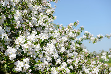 apple blossom on the tree in orchard