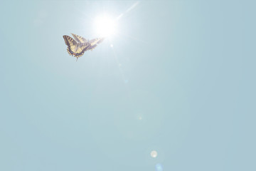 butterfly on blue sky