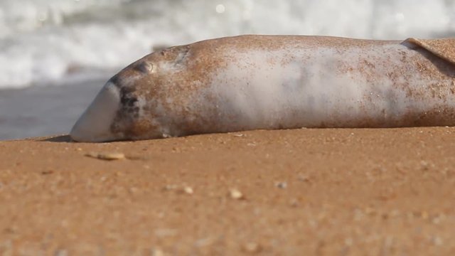 Dead Dolphin on beach. Common porpoise (Phocoena phocoena relicta). Marine mammals increasingly dying from water pollution, many screws of ships