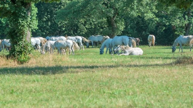 One horse is sitting down and the rest of them are standing up. It's a nice day outside in a Lipica resort.