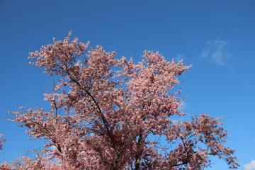 Sweet Flowering  Blooming Pink Japanese Sakura With Blue Sky