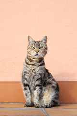 gato casero estirando el cuello en una pared color salmón