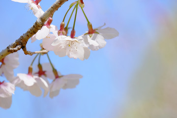  桜と青空
