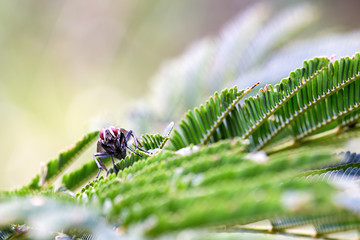 Macro photography of a red eyed fly resting over leaves of a mimosa tree. Captured at the Andean mountains of central Colombia.