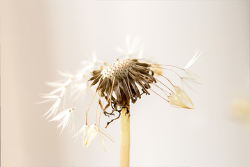 Macro photography of a dandelion seed head with few seeds left, over white background. Captured at the Andean mountains of central Colombia.