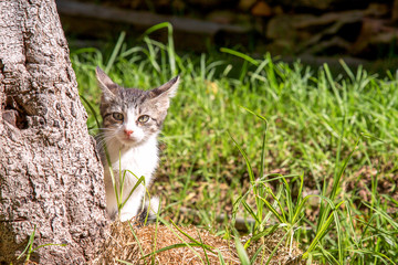 A white and gray little cat shows itself from behind a tree in a garden. Photographed at the Andean mountains of central Colombia.