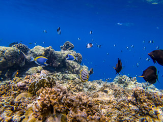 Fototapeta na wymiar 2018, November, Maldives, gopro, underwater