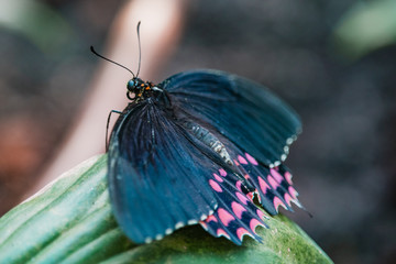 butterfly