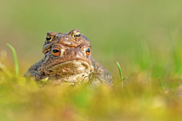 Erdkröte (Bufo bufo)