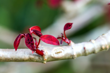 Macro photography of a new sprout of red leaves in a branch of a smoketree spurge. Captured at the Andean mountains of central Colombia.