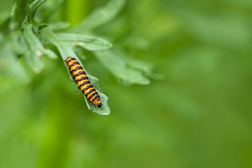 Jakobskrautbär (Thyria jacobaeae) Larve