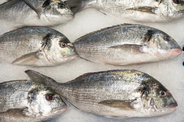 fresh fish on ice on fish market