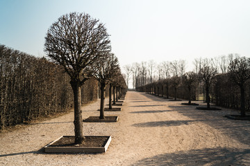 Palace park in Spring with naked tree alley