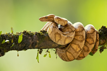 Epicrates cenchria is a boa species endemic to Central and South America. Common names include the...