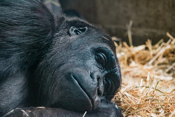 gorilla