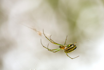 Macro photography of the beautiful orchad spider hanging from its web in a garden at the Andean mountains of central Colombia.