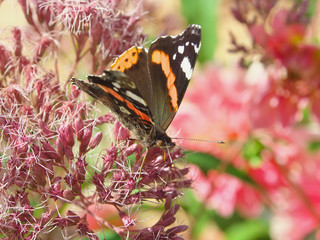beautiful orange peacook monarch butterfly on a pink flower sipping nectar and spreading pollen on a warm summer day
