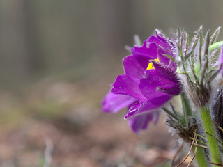 snowdrops purple Chamber of unfolded. beautiful in the forest