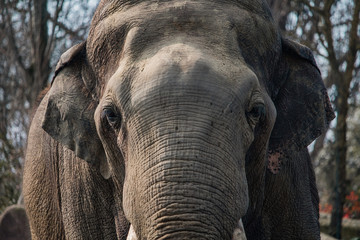 Fototapeta premium Elephant